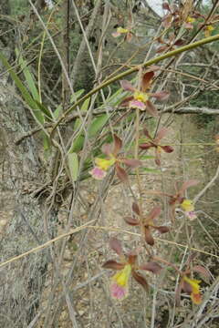 Image of Encyclia hanburyi (Lindl.) Schltr.