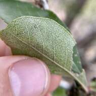 Image of Parectopa bumeliella Braun 1939