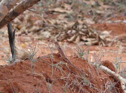 Image of (Somali) Painted Agama