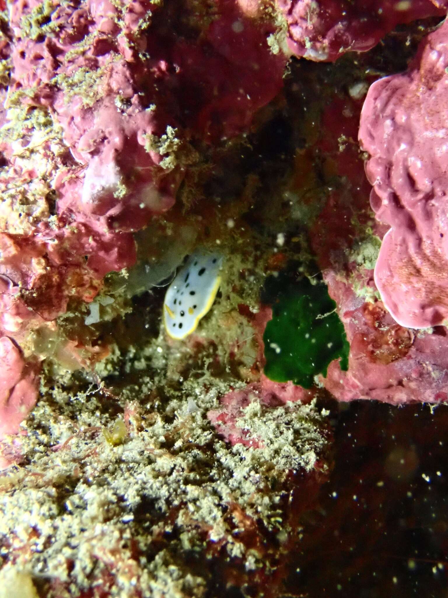 Image de Chromodoris orientalis Rudman 1983