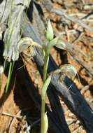 Image of Pterostylis spathulata M. A. Clem.