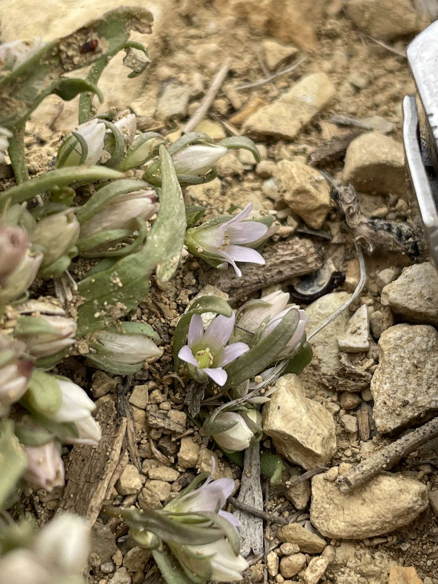 صورة Gentianella tortuosa (M. E. Jones) J. M. Gillett