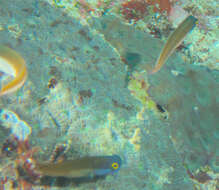 Image of Eyespot coralblenny