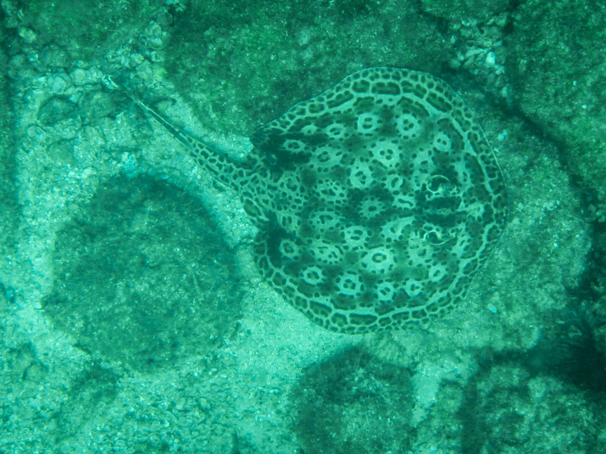 Image of Central American round stingray