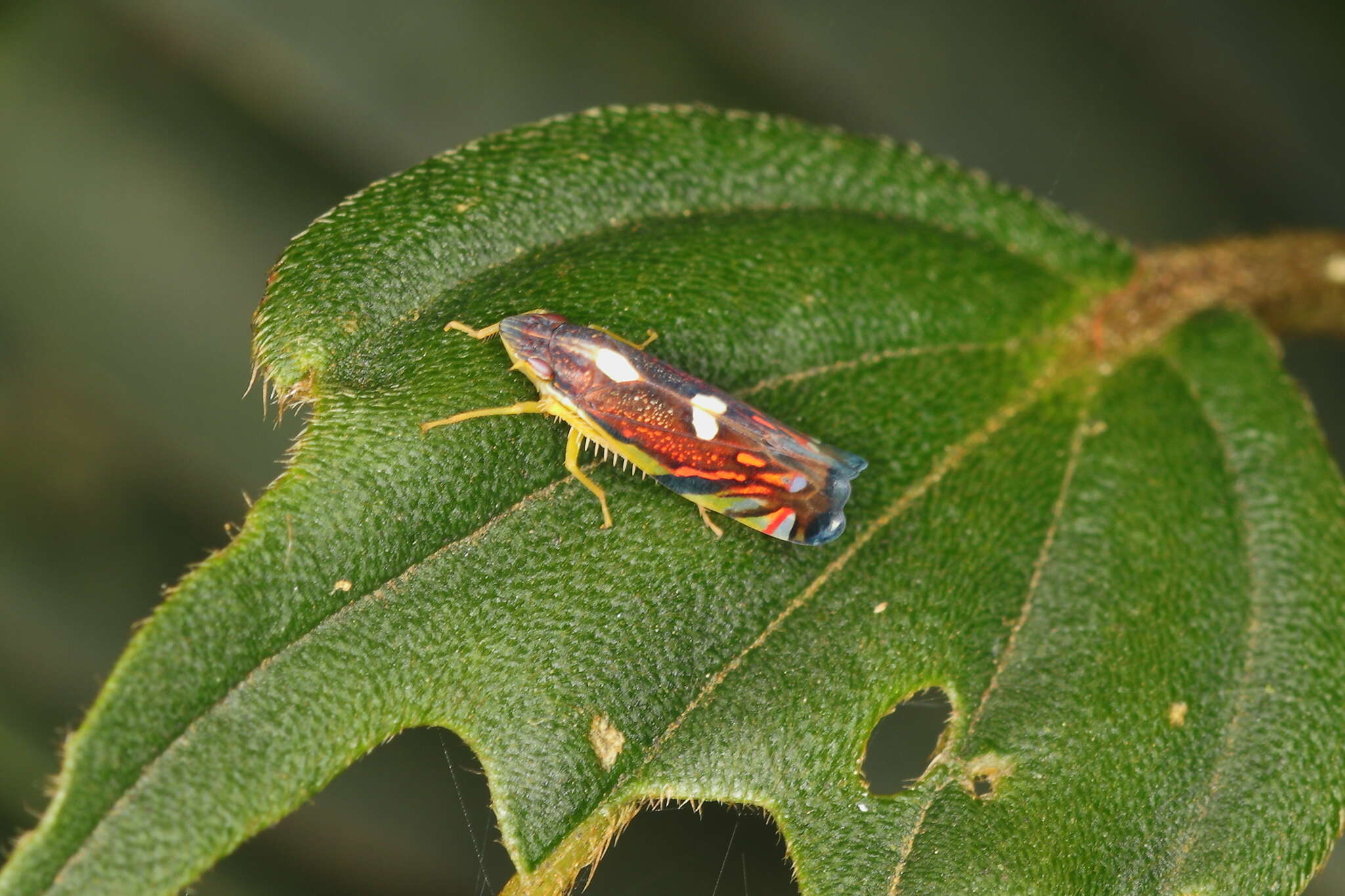 Image of Diedrocephala variegata (Fabricius 1775)