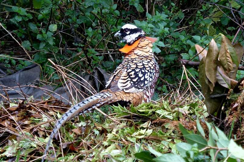 Image of Reeves's Pheasant