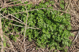 Image of garden chervil