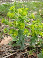 Sivun Euphorbia condylocarpa M. Bieb. kuva