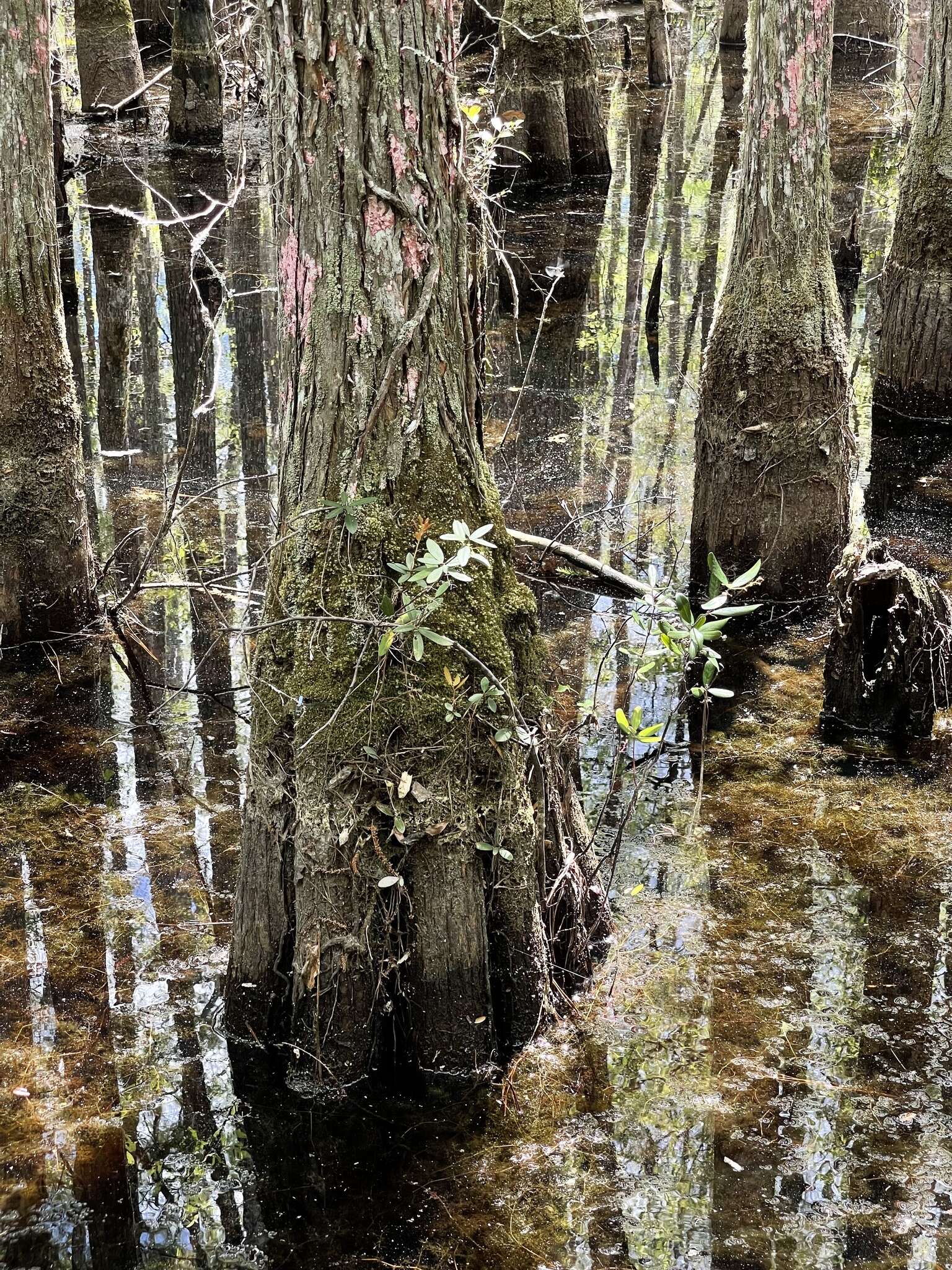 Image of Climbing Fetterbush