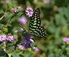 Image of Graphium agamemnon (Linnaeus 1758)