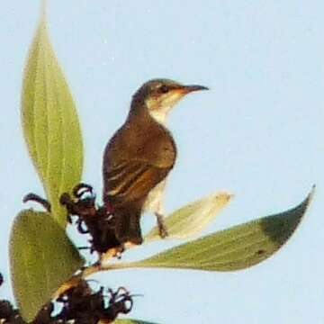 Image de Ramsayornis Mathews 1912