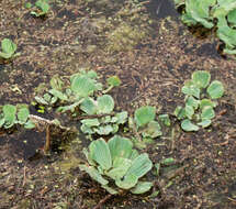 Image of pistia