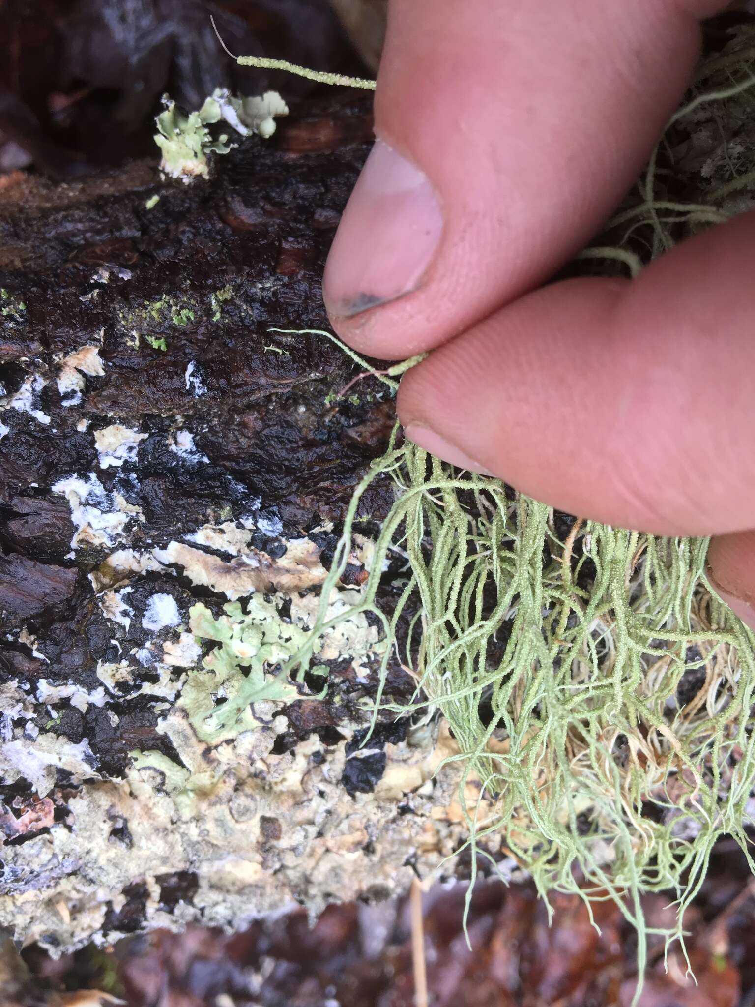 Image of Bloody beard lichen;   Beard lichen