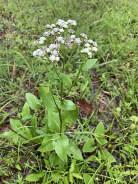 Image of <i>Parthenium <i>integrifolium</i></i> var. integrifolium