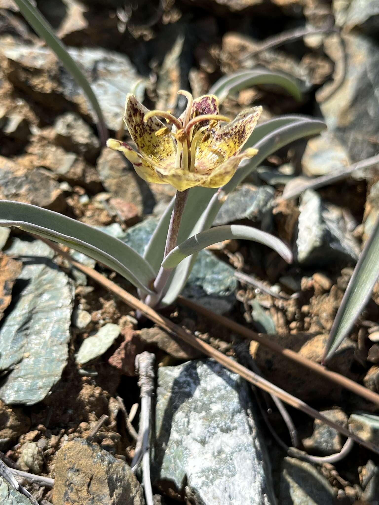 Image of Talus Fritillary