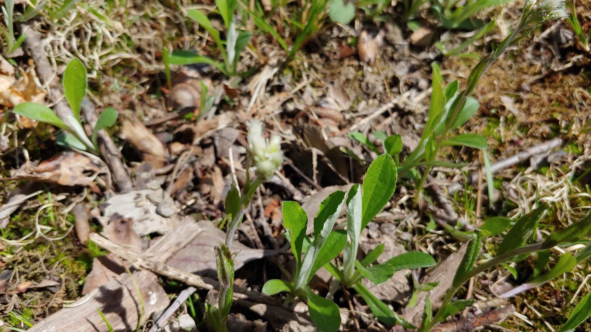 Antennaria parlinii subsp. parlinii resmi