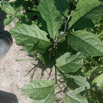 Image of Solanum volubile Sw.