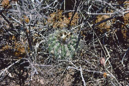 Image of Parodia ayopayana Cárdenas