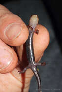 Image of Imitator Salamander