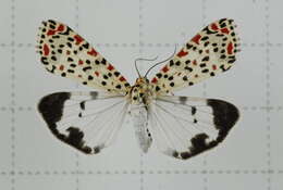 Image of Utetheisa pulchelloides Hampson 1907