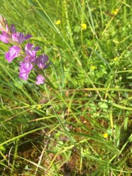 Image of Dactylorhiza maculata subsp. maculata