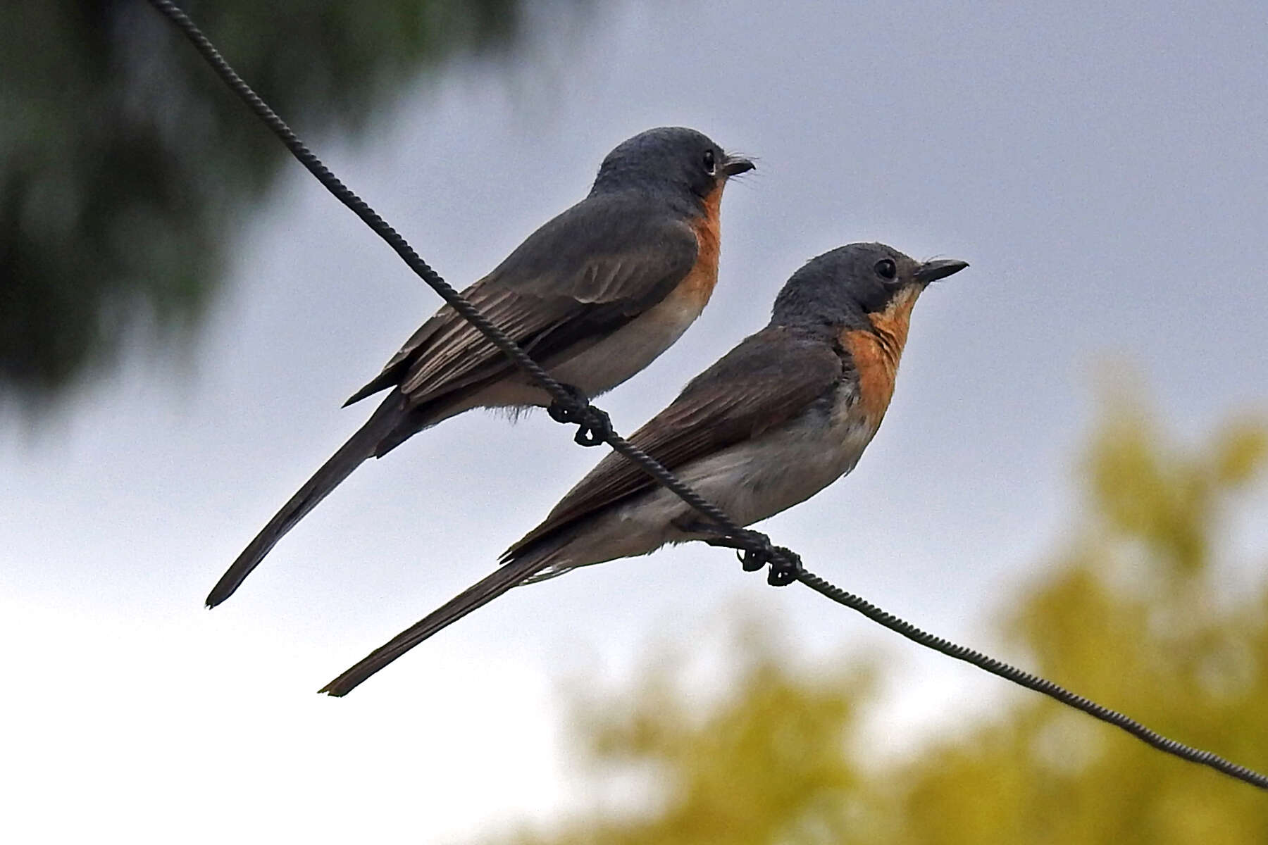 Image of Myiagra rubecula rubecula (Latham 1801)