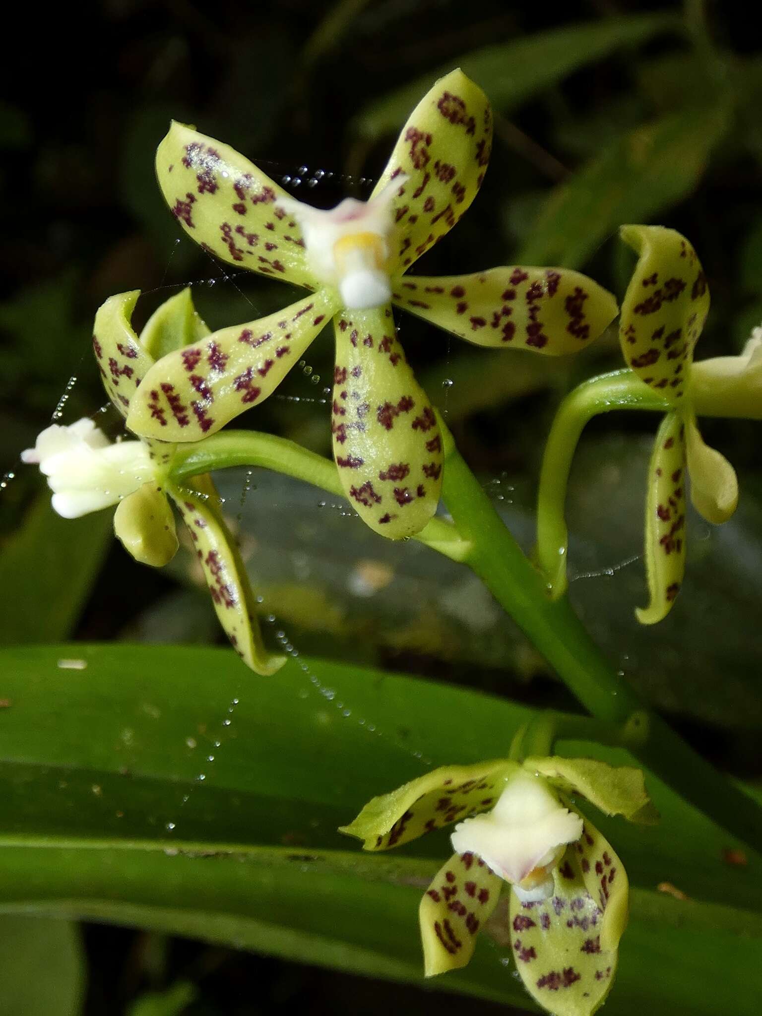 Image of Prosthechea crassilabia (Poepp. & Endl.) Carnevali & I. Ramírez