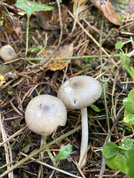 Image of Hygrophorus pustulatus (Pers.) Fr. 1838