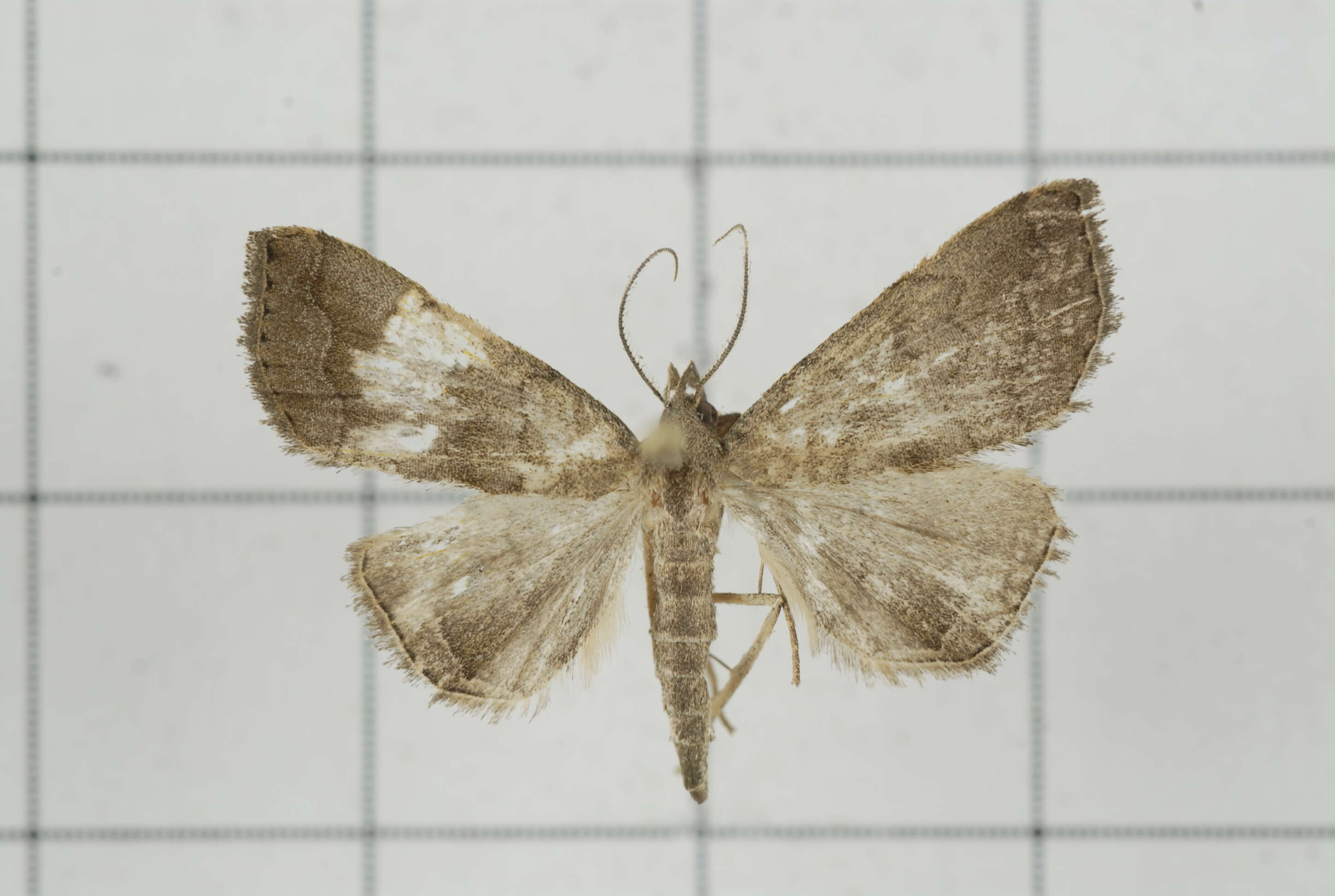 Image of Polypogon vermiculata (Leech 1900)