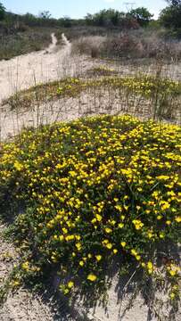 Image of Lampranthus explanatus (L. Bol.) N. E. Br.