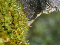 Image of fringed extinguisher-moss