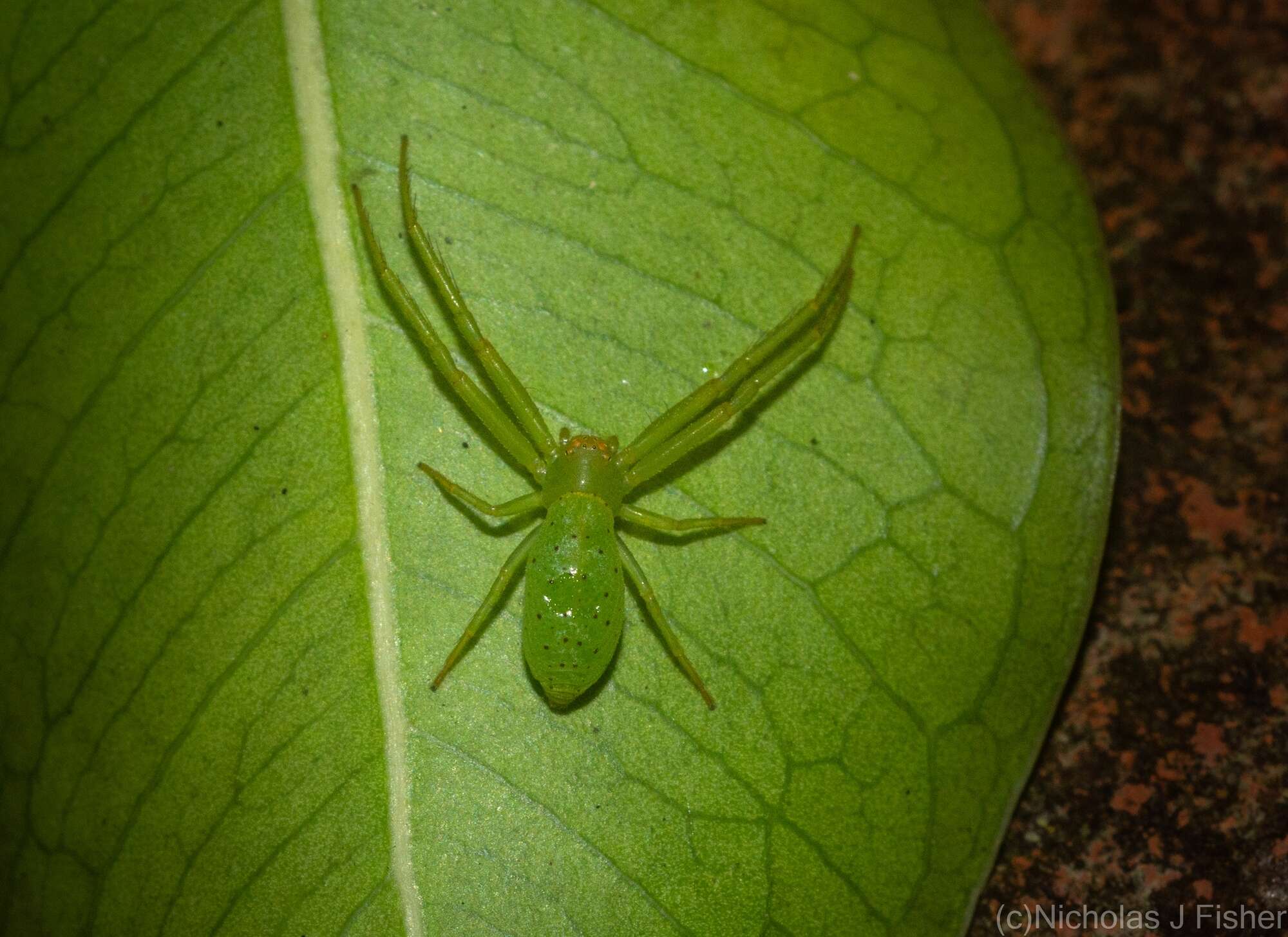 Sivun Cetratus rubropunctatus (Rainbow 1920) kuva