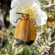 Plancia ëd Lycus arizonensis Green 1949