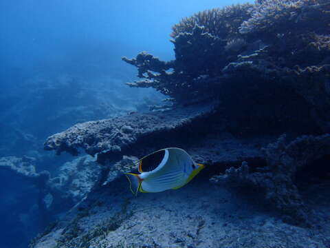 Image of Blackblotch Butterflyfish