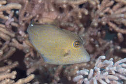 Image of Honeycomb Filefish