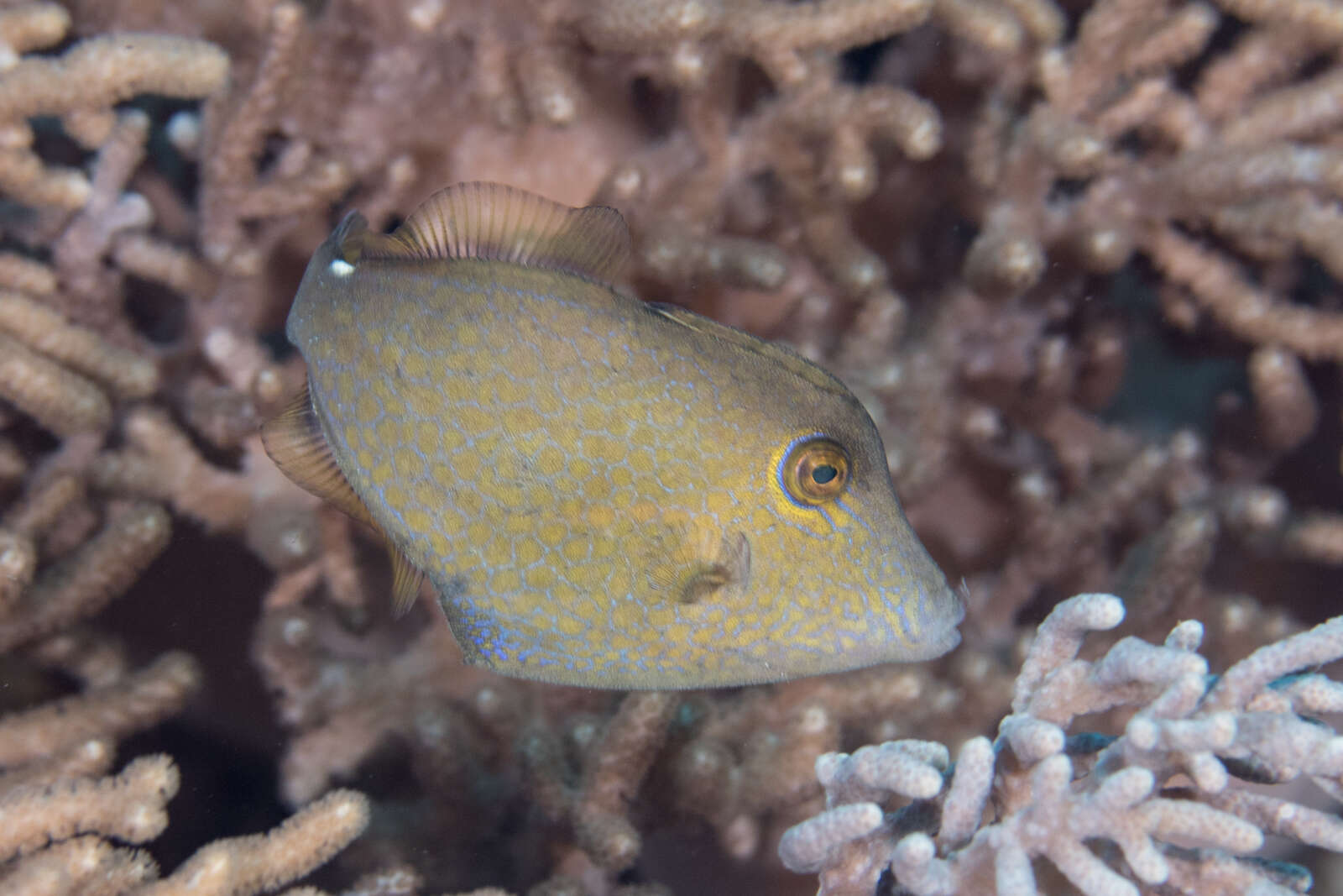 Image of Honeycomb Filefish