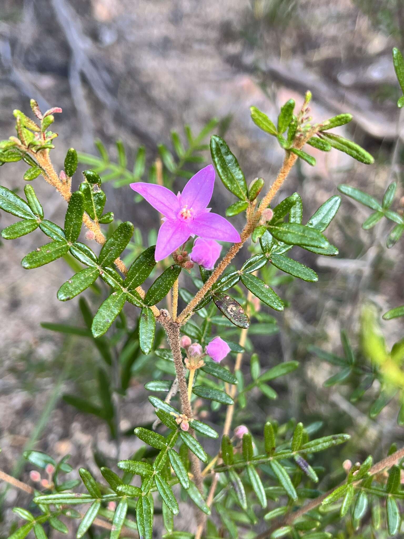 Image of Lovely Boronia