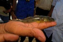 Glossogobius resmi