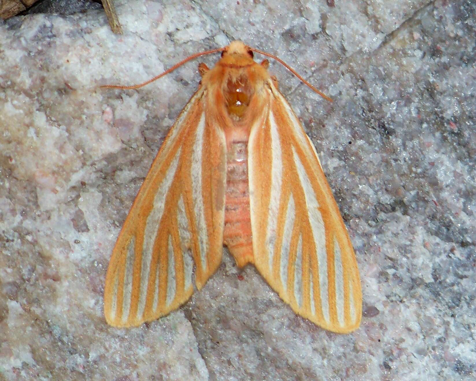 Image of Pseudohemihyalea ambigua (Strecker 1878)