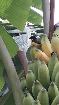 Euphonia violacea (Linnaeus 1758)的圖片