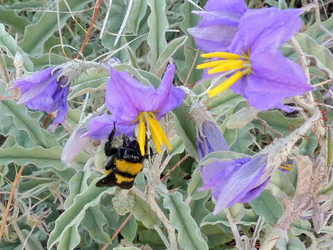 Слика од Bombus sonorus Say 1837