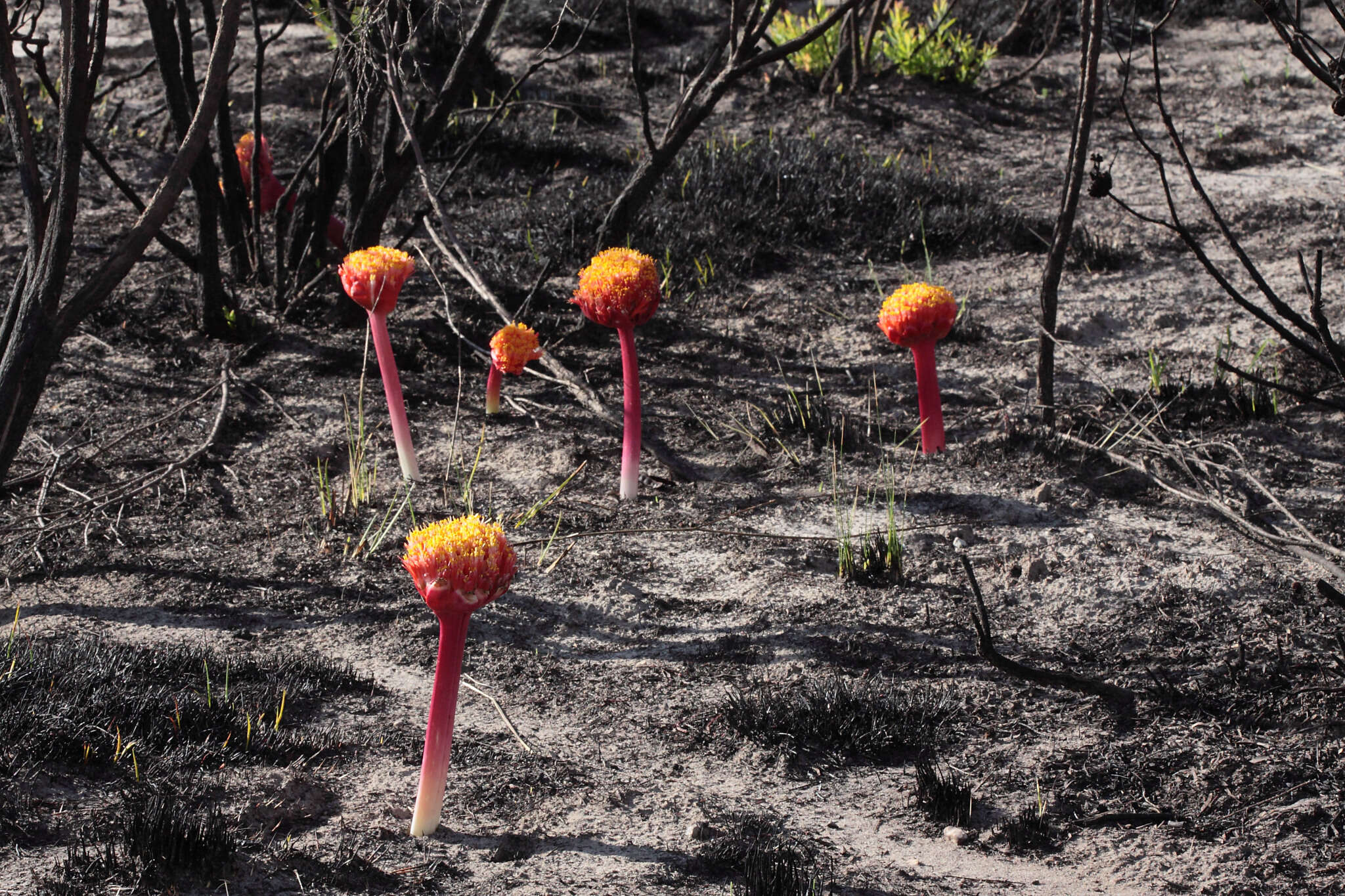 Imagem de Haemanthus sanguineus Jacq.