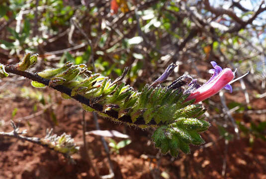 Image of Echium stenosiphon Webb