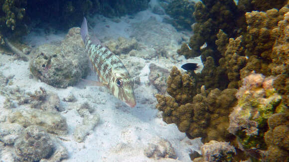 Image of Orange-striped emperor