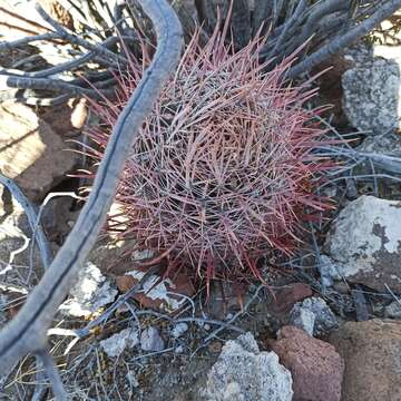 Image of Ferocactus gracilis subsp. gatesii (G. E. Linds.) N. P. Taylor