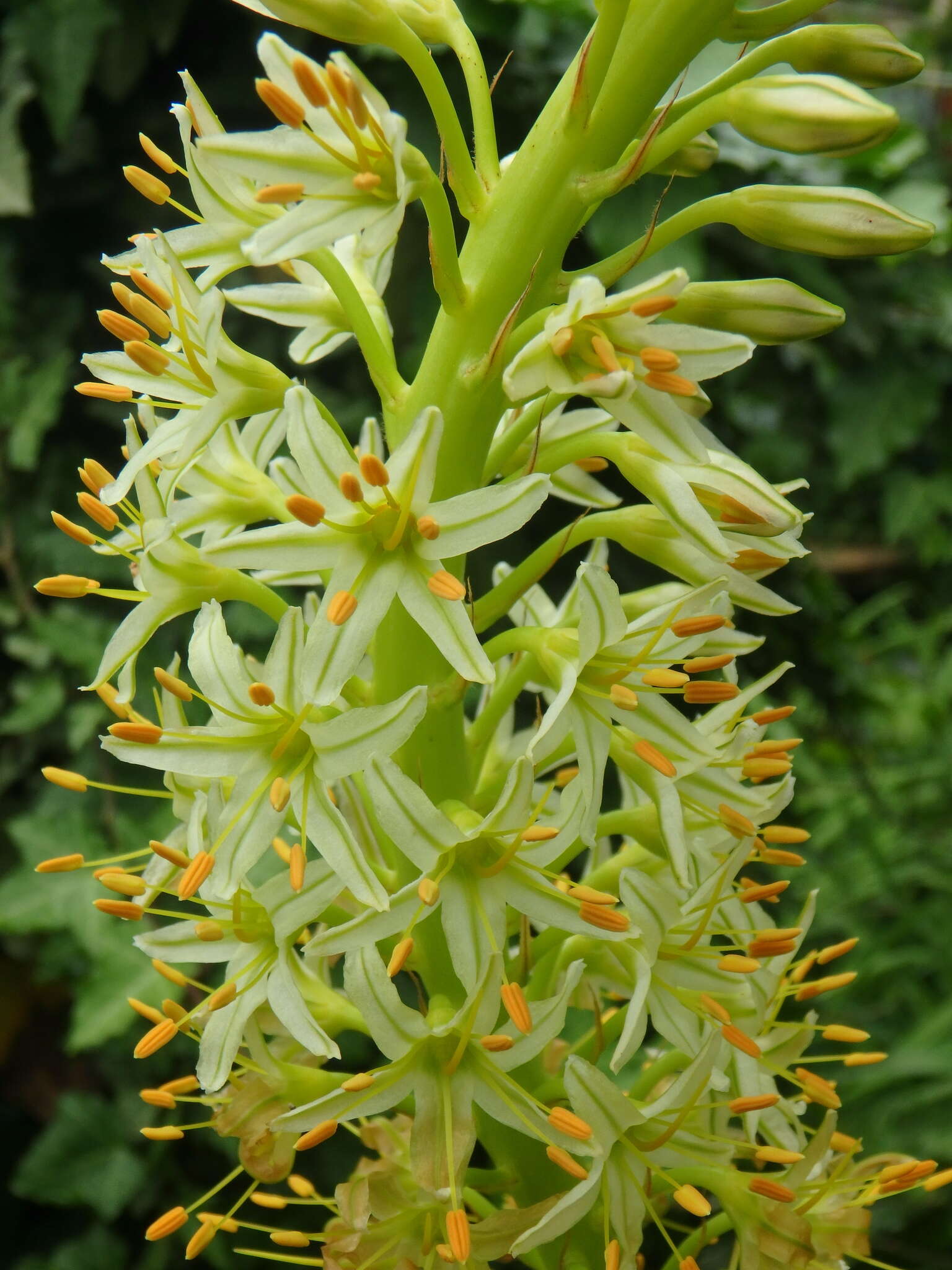 Image of Eremurus tauricus Steven