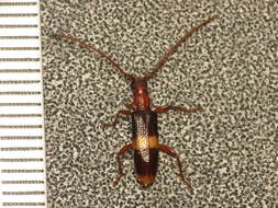 Image of Atesta bifasciata (Pascoe 1863)