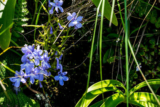 Image of Streptocarpus trabeculatus Hilliard