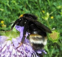 Image of Bombus sylvestris (Lepeletier 1832)