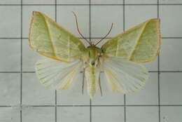 Image of Hylophilodes tsukusensis Nagano 1918